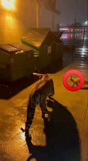 CCTV Tiger Opens Dumpster Fox on Alert #shorts #shortsfeed #cctv