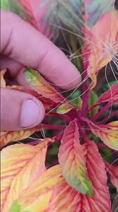 Amaranth 'Illumination' – a fireworks bush for your garden! 🌈💥