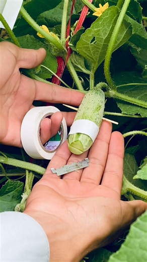 Cucumber grafting agriculture techniques #grafting #farming #farm #cucumber #tipsandtricks mber