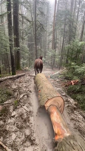 Work Horse Pulling Logs in the Woods #logging #tree #horse