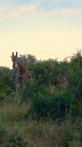 12K views · 134 reactions | Giraffe male tried to topple his rival by karate kung-fu kicks in a heated battle of dominance. Male giraffe engage in a fight for dominance in what is known as "necking", usually, it's done by hitting each other using their long necks. However, here, they took it yo the new lever by lashing hot karate kung-fu kicks. #giraffes #wildlife | Wildfriends Africa | Facebook