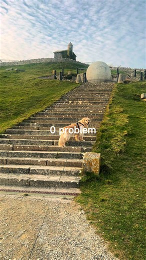 No Problems with Ellie the Golden Retriever