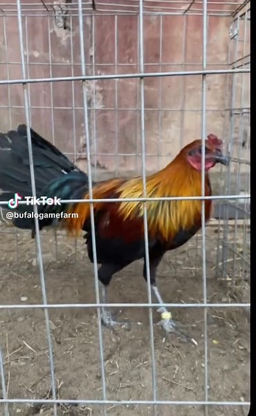 brown red Available message for more info #gamefowlnation #buffalogamefram