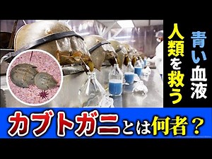 【ゆっくり解説】人類を救う青い血液 生きた化石カブトガニとは何者か？