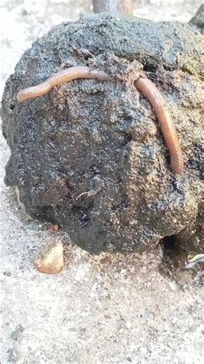 #earthworm#shorts video