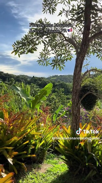 Puerto Rico: Un Paraíso Musical y Cultural