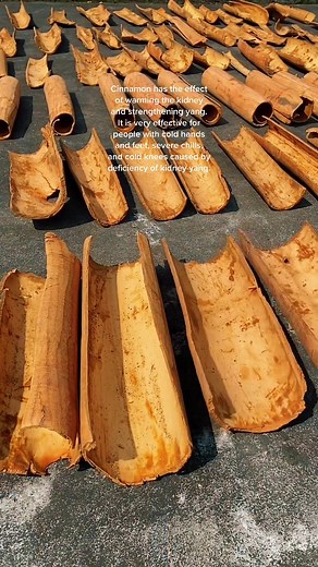 Do you know the process of making cinnamon?#cinnamonwhole #cinnamontree #cinnamon
