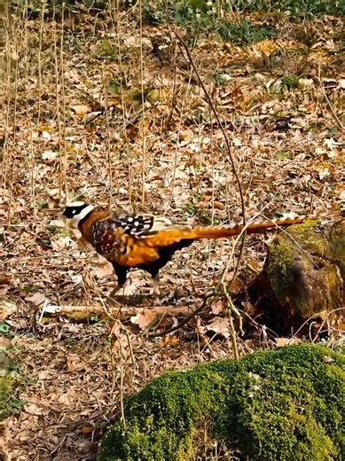 Descubre el fascinante Faisán Reeves
