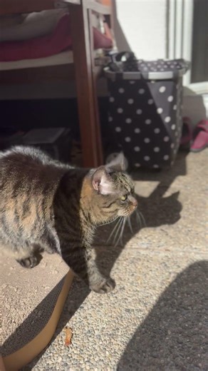 Why does Cat go crazy suddenly?😹