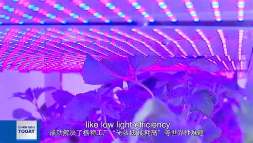 Picture this: A 20-story, fully automated vertical farm growing food with cutting-edge technology and minimal resources. What was once science fiction is now a reality in #Chengdu. This week on #ChengduToday, join us as we uncover how innovation is revolutionizing agriculture and paving the way for sustainable living. #furturisticfarming #agriculture #sustainability | China.org.cn
