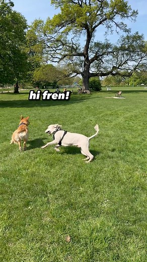 10K views · 368 reactions | Anything for a treat 來 #dobermanpinscher #puppytraining | Moki The Dobie | Facebook