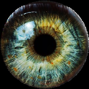 elite_network - Twitch