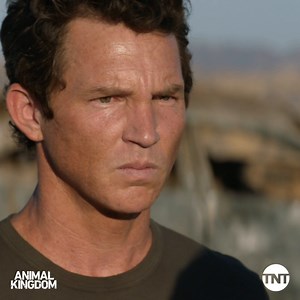 621K views · 16K reactions | The Codys couldn’t stay away too long. With so many unanswered questions with Smurf gone, we have the official trailer here to announce #AnimalKingdom Season 5 will premiere July 11th only on TNT Drama. | Animal Kingdom TNT | Facebook