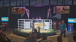 2.4K views · 26 reactions | Die Diamond Boran Auction skyn blink. Lot 5 verkoop vir n allemintige R 220 000 aan Hurwitz Farming. #diamondauction #boranauction #borancattle #farmspace #onspraatboer | FarmSpace | Facebook