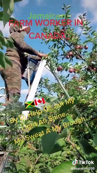 Apple Picking Experience in a Canadian Orchard