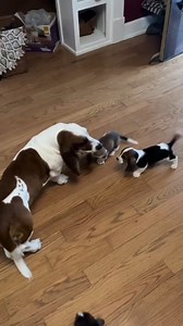 158K views · 5K reactions | Daddy playing with his pups!! #bassethoundcommunity #dog #bassethoundlife #bassethound #bassethoundlove #bassethoundmoments #virals #bassethoundpuppy #bassethounds #bassethoundsofinstagram | Basset Hound Lover | Facebook
