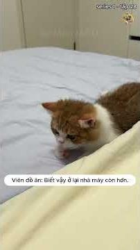 Top baffling things Đại Màn Thầu does #kittens #cats