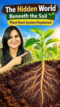 The Hidden World Beneath the Soil 🌱 | Plant Root System Explained