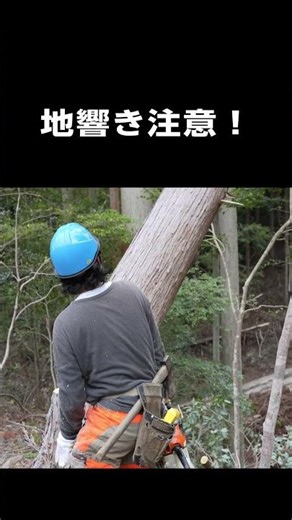 【70年】この一瞬を待っていた。プロが命を懸けて倒す「伐採」の真実 #林業 #伐採 #職人技 #和歌山 #松井祭チャンネル #神業 #本物の仕事 #SDGs #forestry