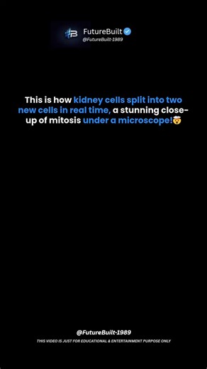 FutureBuilt on Instagram: "This Is How Kidney Cells Divide - Real Time Mitosis 🤯 . . . Real Microscopic Footage of Cell Division in Kidney Cells | Mitosis in Real Time (Confocal Imaging) 🔬🧬 Ever wondered how cells multiply inside your body? This clip shows real-time microscopic footage of mitosis (cell division) in kidney epithelial cells, captured using fluorescence/confocal microscopy for ultra-clear detail. In this process, the cell’s DNA condenses into chromosomes, aligns in the center, a