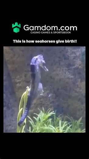 Zahan on Instagram: "The post features a 30-second video of a male lined seahorse (Hippocampus erectus) expelling up to 400 live young from its brood pouch in rhythmic contractions, captured in a controlled aquarium setting with aquatic plants for natural camouflage. - Seahorse reproduction involves the female transferring eggs to the male's pouch for fertilization and gestation, a rare paternal pregnancy documented in peer-reviewed studies like those in the Journal of Experimental Biology, wher