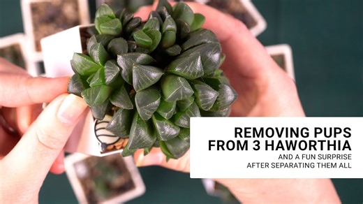 So Many Haworthia Babies I Propagated Them Way Easier Than Before