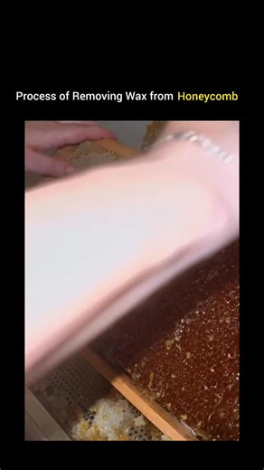 inside history on Instagram: "This is how the wax layer is removed from honeycomb. A fork like tool is used to scrape off the thin wax cappings that cover the honey cells. Once the cappings are lifted, the honey becomes accessible for extraction. The removed wax is collected and later processed into beeswax products. via: @beesweet_wabenzauber (no copyright intended) #knowledge #facts #history #fyp #honeycomb #reels #didyouknow"