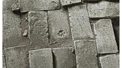 我们的老祖宗有多爱小狗？带你了解中华小狗史！