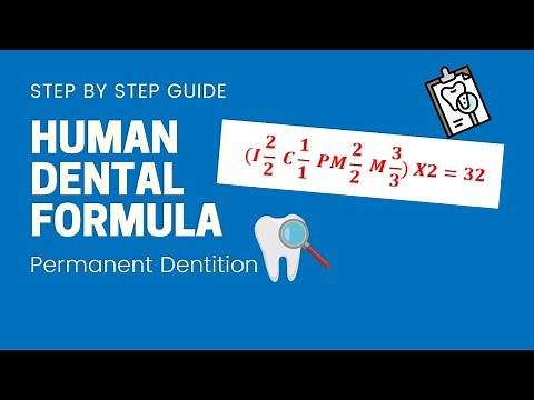 Human Dental Formula Permanent Dentition | Dental Formula