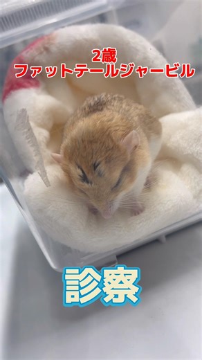 A 2-year-old fat-tailed gerbil with a bloated belly and a shriveled tail arrived at the veterinar...
