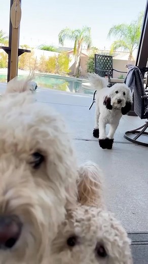 why does this kangaroo look like a dog? 🤓 | That Goldendoodle