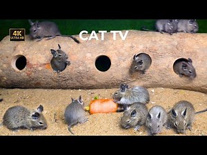 Cat TV 🐾 Mice Hide and Seek Entertainment for Cats to watch | 4K UHD