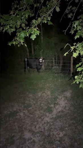 Mysterious ALIEN sighting or cow? #shorts