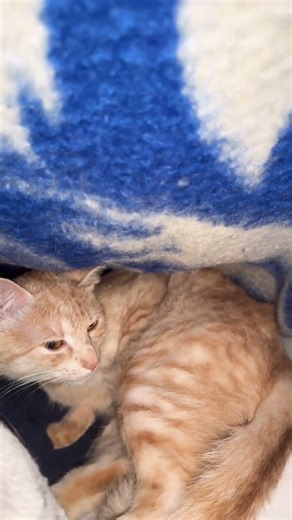 No heater,no lamp, poor cat #fypシ #cat #viral #snow