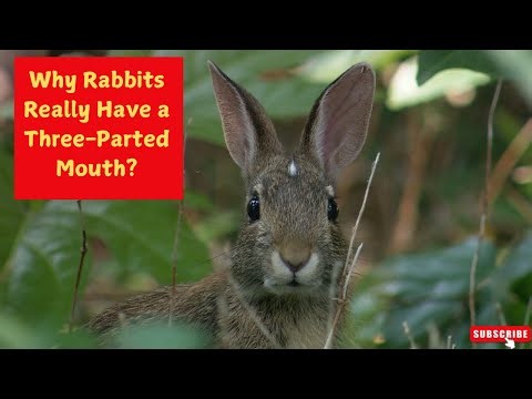 Why Rabbits Really Have a Three-Parted Mouth