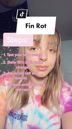 How to Treat Fin Rot in Betta Fish: Step-by-Step Guide