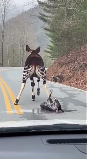 🏃 Standing Birth! Zebra Delivery, Foal Runs Immediately! 🦓 서서 출산! 망아지가 태어나자마자 뛰다! #Zebra #birth