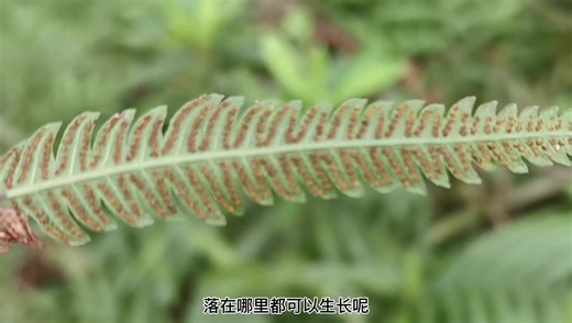 蕨类植物叶子背面的秘密——孢子