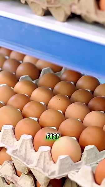 Why Eggs Should Be in Your Diet – 10 Powerful Benefits