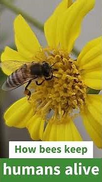 How to keep bees happy and helping humans