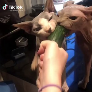 231K views · 2.1K reactions | Most cats are terrified at the sight of a cucumber. Not sphynx cats...  | IGV | Facebook