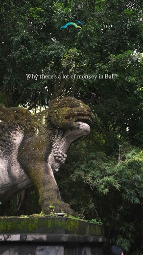 Bali is associated with monkeys due to cultural and religious matters, as the animals are seen as sacred figures like the monkey god Hanuman from the Ramayana. Here, famous sanctuary the Sacred Monkey Forest Sanctuary in Ubud where thousands of long tailed monkey live among temples. The monkeys are both revered for their connection to the divine and respected for their role in guarding temples, while also being viewed with caution due to their mischievous and unpredictable nature. Are you visit 