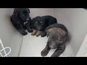 The German Shepherd and her Puppies First Moments in the Shelter - Takis Shelter