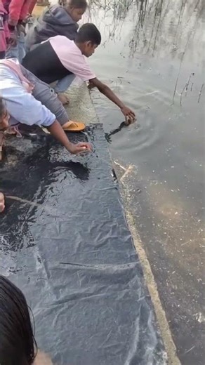 Fish Catching Technique By Black Polyethylene #shorts #facts