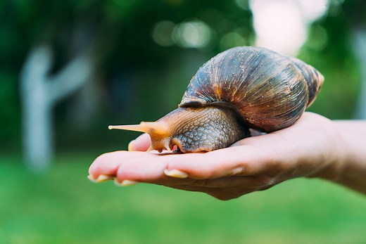 Should You Keep a Giant African Land Snail as a Pet?