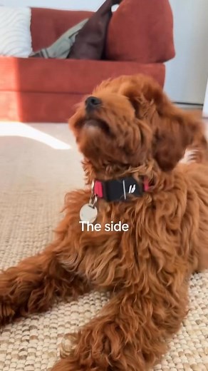 How beautiful is this video..! | Cockapoo Lovers