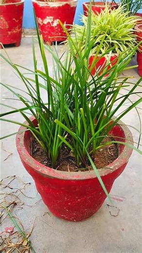 Rain Lily #trending #garden #Ever Greenary #viral #summer Season