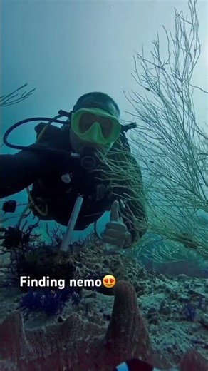 Finding nemo😍😍 #adventure #scubadiving
