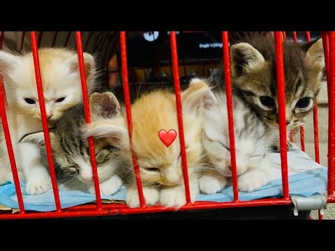 Did these cuties just fell asleep while filming??