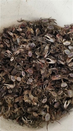 The Absolute Best Bait for Catching Sheepshead! Can you guess how many? #fiddlercrab